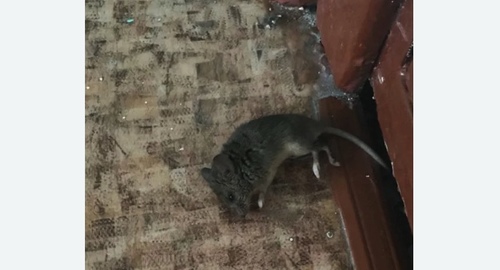 Дезинфекция от мышей в Змеиногорске