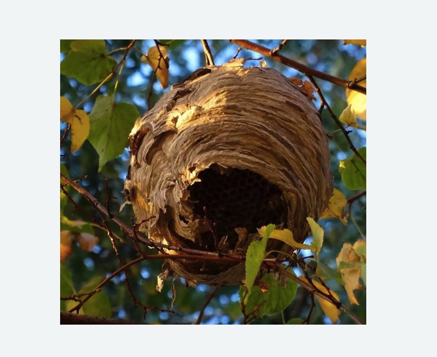 Обработка от шершней в Змеиногорске