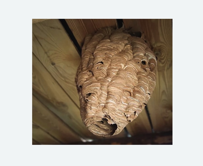 обработка от шершней в Змеиногорске