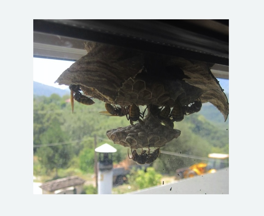 Уничтожение гнёзд шершней в Змеиногорске