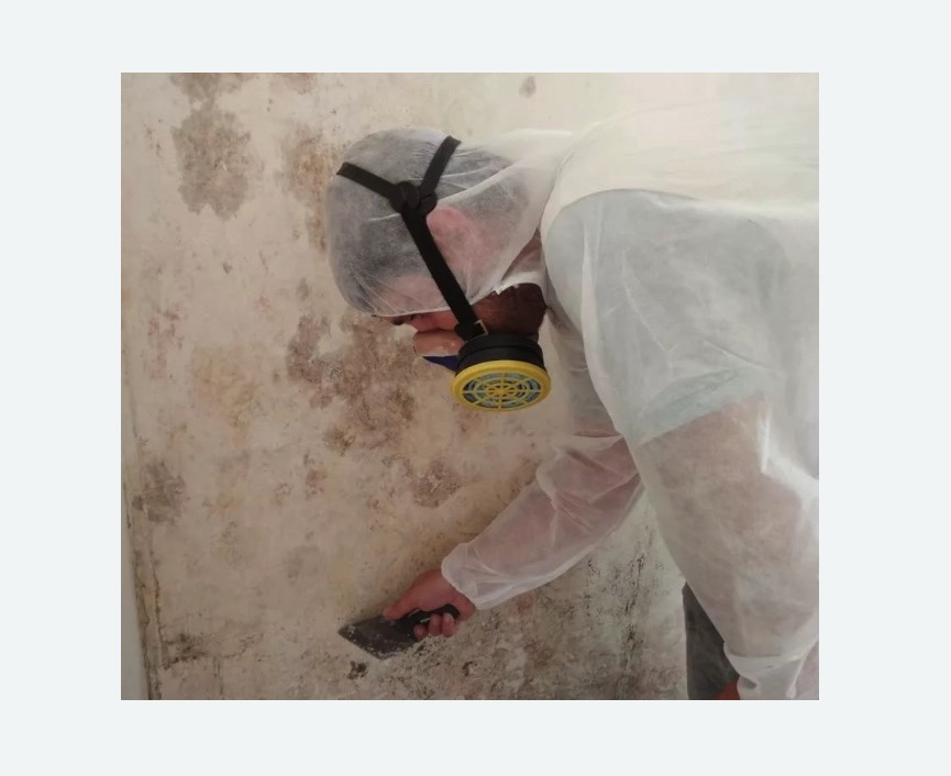 Обработка стен от плесени в Змеиногорске
