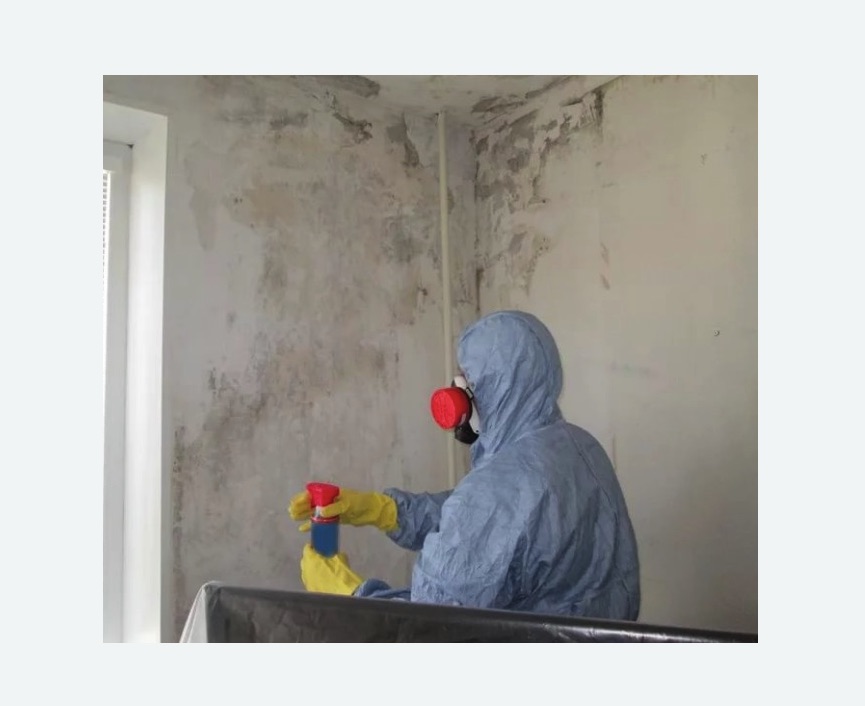 Удаление плесени в квартире в Змеиногорске