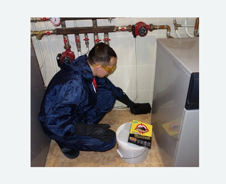 Уничтожение крыс Уничтожение крыс в Змеиногорске