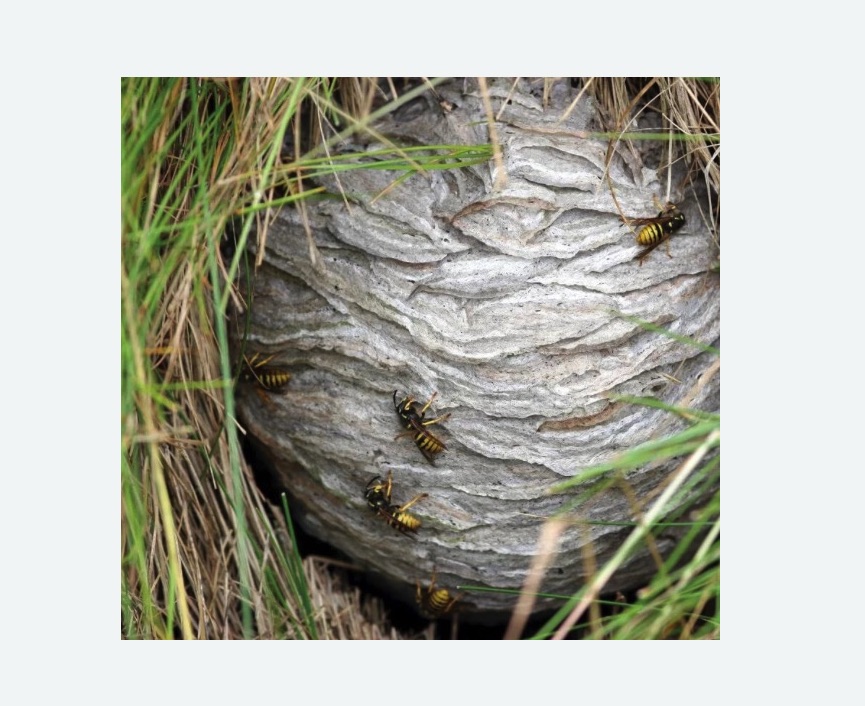 Уничтожение ос и ульев в Змеиногорске